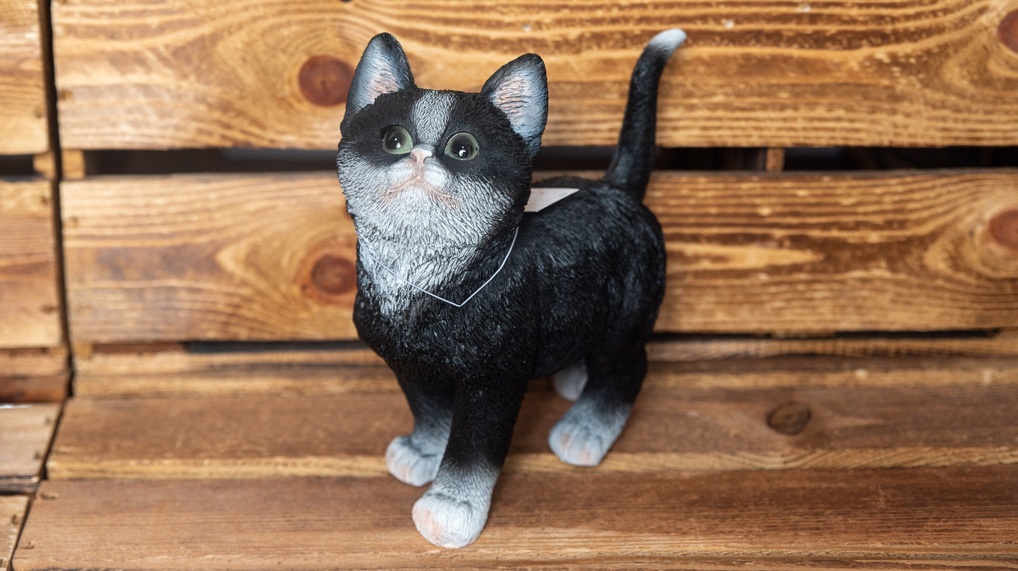 Katze