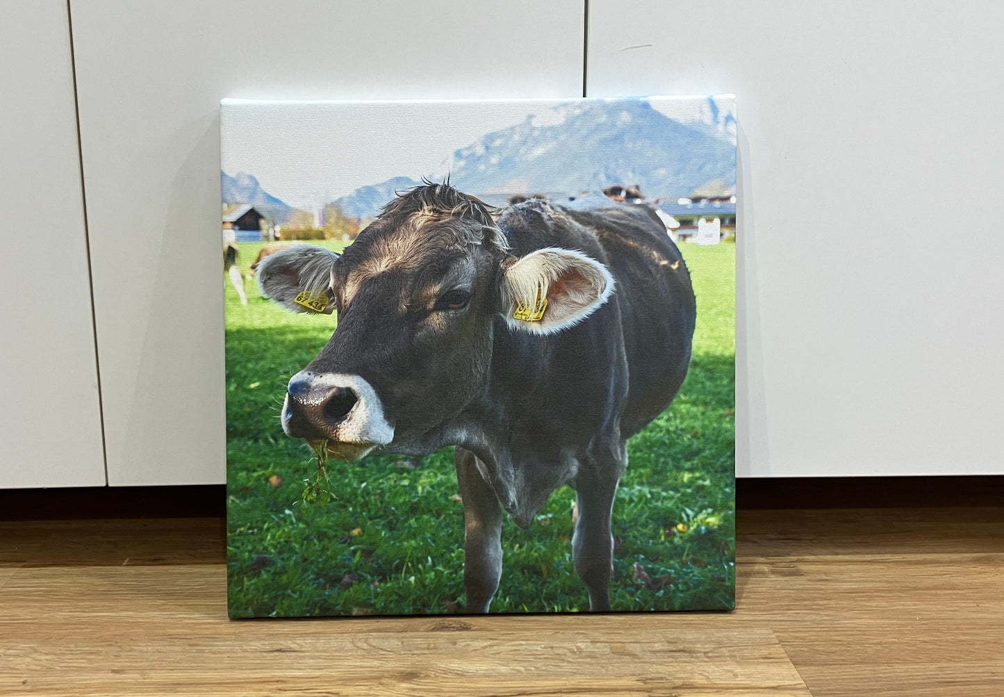 Kuh auf der Weide Berchtesgaden